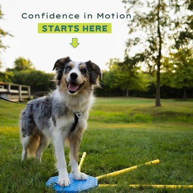 FitPaws&reg; FitKinect&trade;