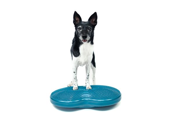 FitPAWS® Duo Disc