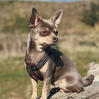 Шлея EzyDog Chest Plate, Camo, XXSmall