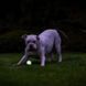 М'яч, що світиться в темряві Chuckit!&reg; Air&trade; Glow Fetch, ⌀ 5 см