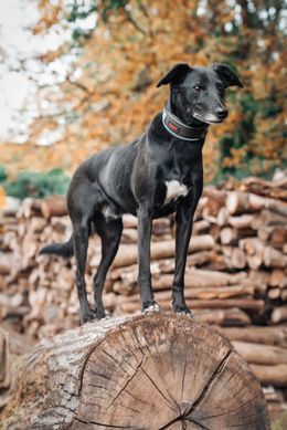 Анатомічний нашийник Halti Anatomy, Grey, Large