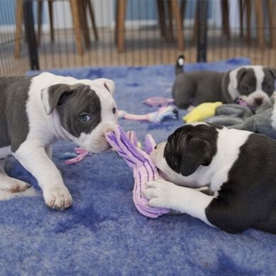 М'яка іграшка KONG&reg; Cuteseas&trade;, Large, Octopus