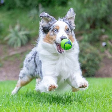 Мяч с запахом Chuckit!&reg; Sniff Fetch ⌀ 6,4 см, Peanut (арахис)