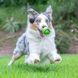 Мяч с запахом Chuckit!&reg; Sniff Fetch ⌀ 6,4 см, Peanut (арахис)